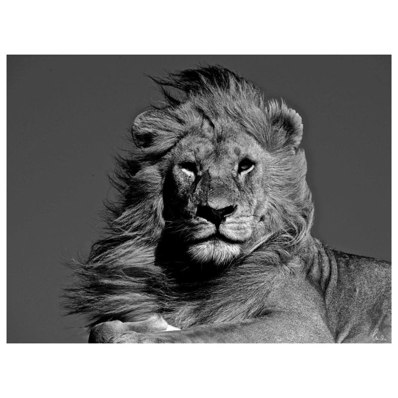 Glass Wall Art Magnificent Lion 60cm x 80cm