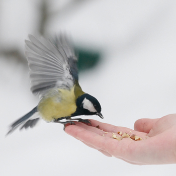 Bird Care