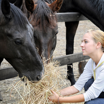 Horse Care