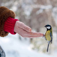 Wild Bird Care